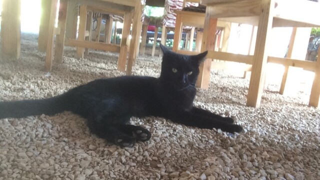 Private party las terrenas casa 21 Meilleur République Dominicaine dj